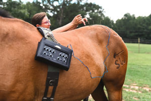 Equine Acupuncture